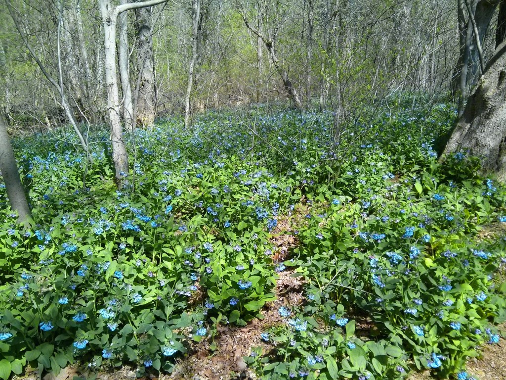 Bluebells at Riverbend Park