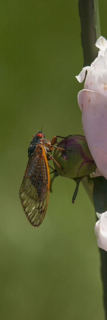 Cicada from Brood X 2002